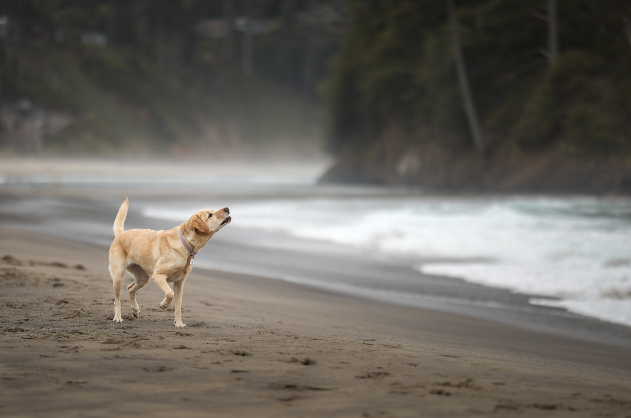Dog training